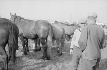 Jean Cuisenier photographie Enquête conduite par Jean Cuisenier à la Foire de Lessay dans la Manche (8 et 9 septembre 1982) Basse-Normandie, France 1982/9/8 Ph.1983.13.76  Photo