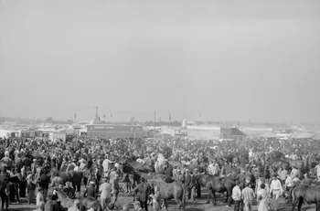 Jean Cuisenier photographie Enquête conduite par Jean Cuisenier à la Foire de Lessay dans la Manche (8 et 9 septembre 1982) Basse-Normandie, France 1982/9/8 Ph.1983.13.80  Photo