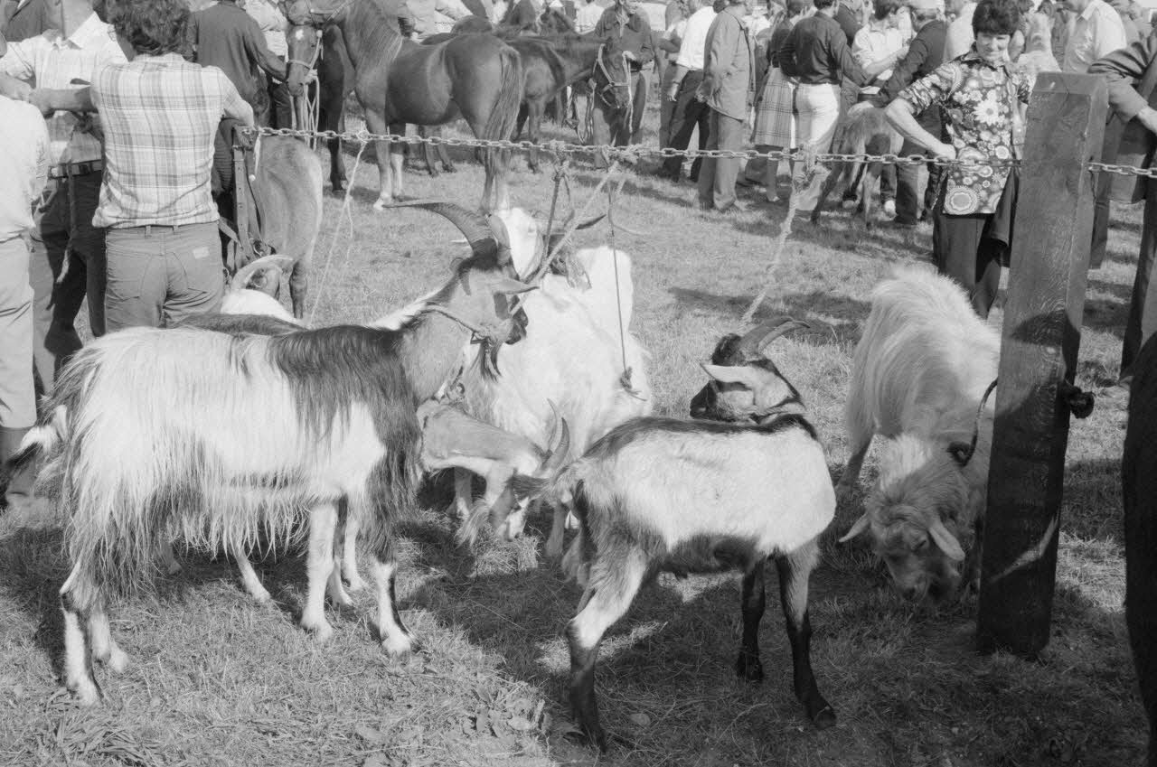 Jean Cuisenier photographie Enquête conduite par Jean Cuisenier à la Foire de Lessay dans la Manche (8 et 9 septembre 1982) Basse-Normandie, France 1982/9/8 Ph.1983.13.83 Photo