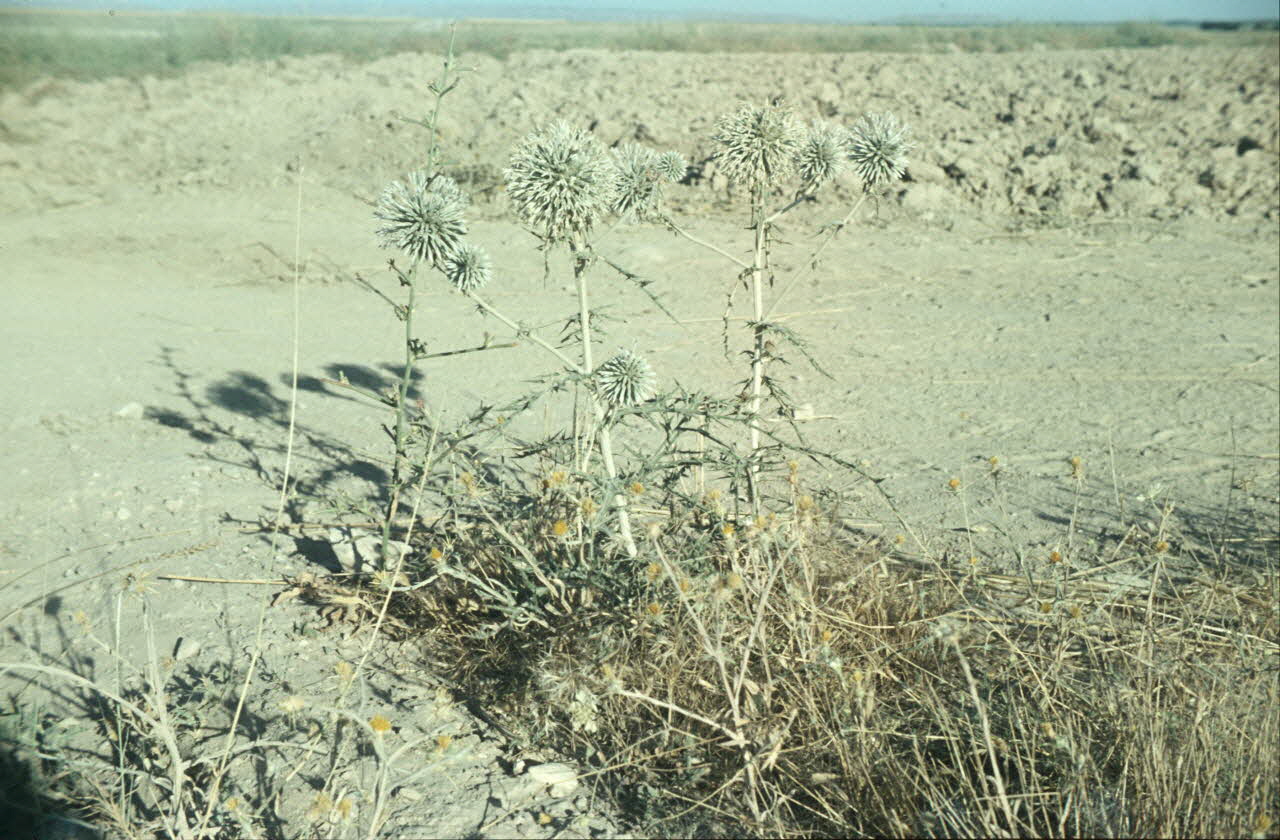 photographie MNATP. Enquête conduite par Jean Cuisenier en Turquie Ph.1984.32.83 Photo