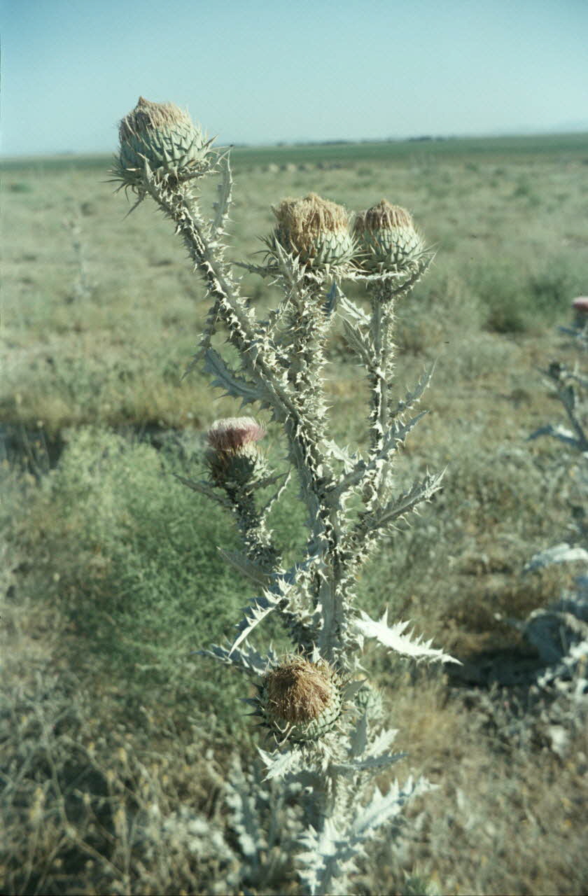 photographie MNATP. Enquête conduite par Jean Cuisenier en Turquie Ph.1984.32.84 Photo