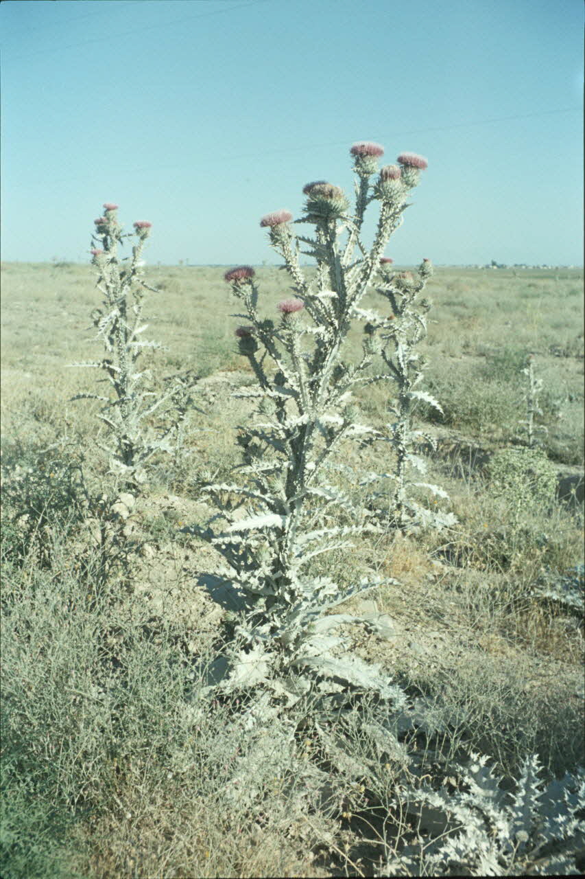 photographie MNATP. Enquête conduite par Jean Cuisenier en Turquie Ph.1984.32.85 Photo