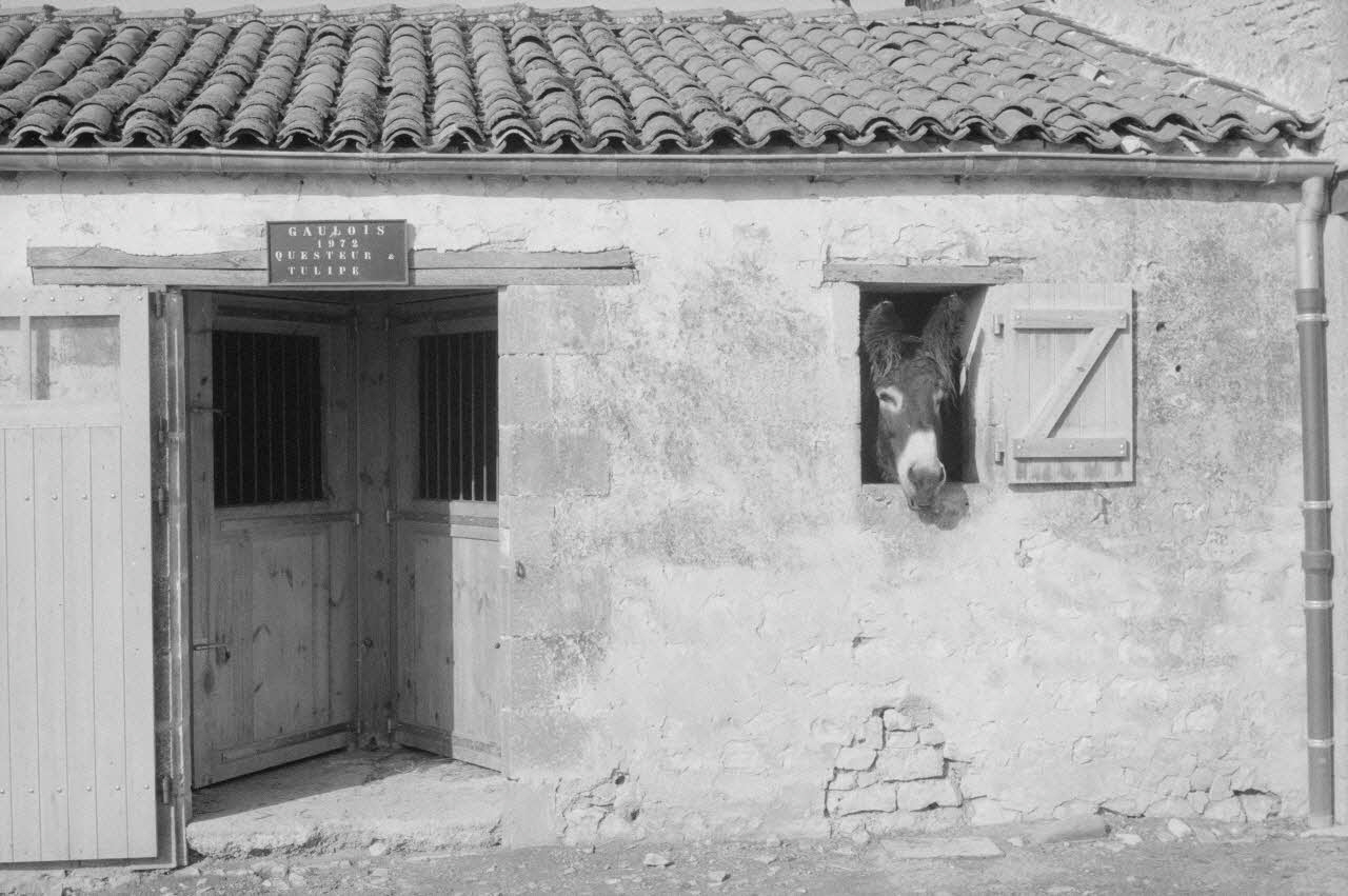 Jean Cuisenier photographie Enquête conduite par Jean Cuisenier en Poitou-Charentes (du 15 au 17 septembre 1983) Poitou-Charentes, France 1983/9/15 Ph.1984.66.11 Photo