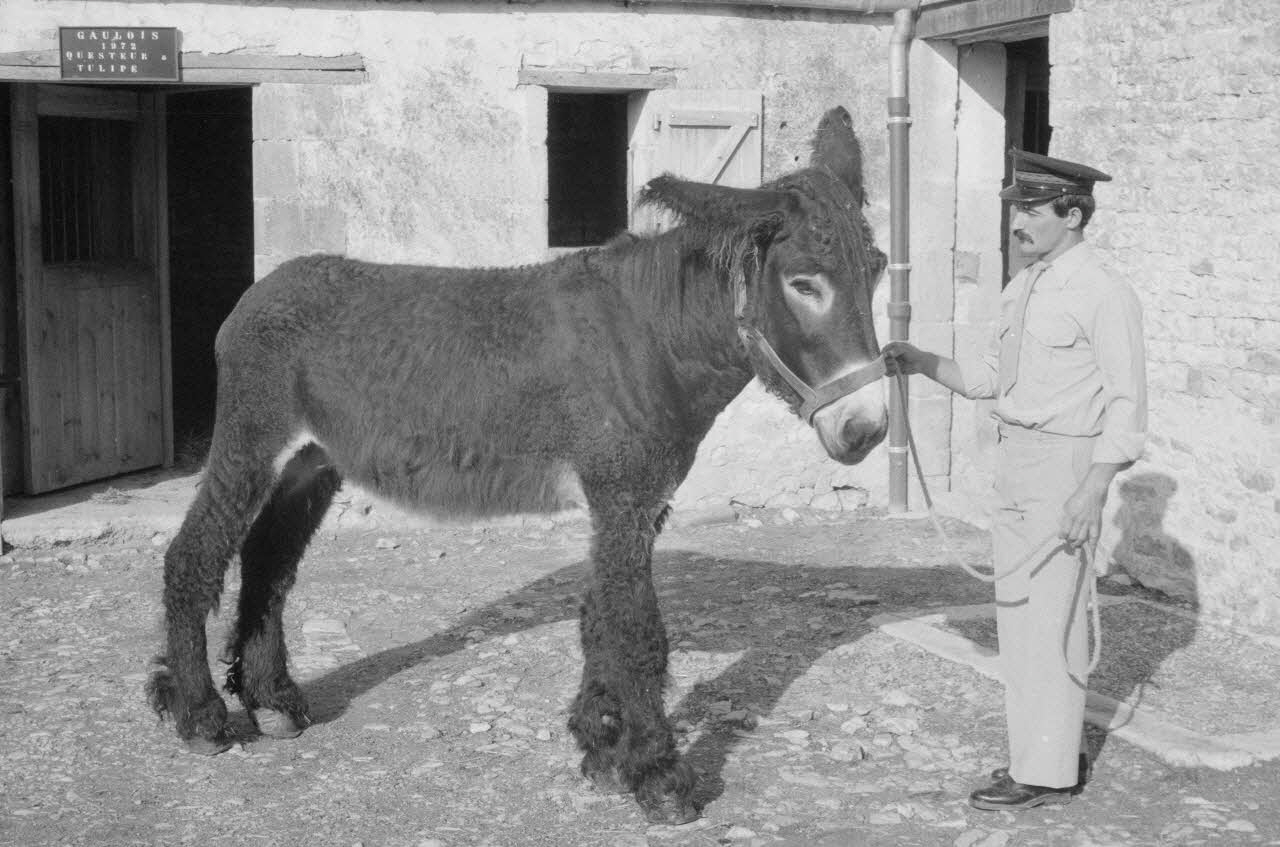 Jean Cuisenier photographie Enquête conduite par Jean Cuisenier en Poitou-Charentes (du 15 au 17 septembre 1983) Poitou-Charentes, France 1983/9/15 Ph.1984.66.5 Photo