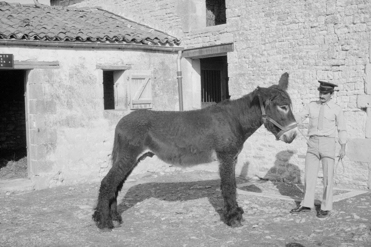 Jean Cuisenier photographie Enquête conduite par Jean Cuisenier en Poitou-Charentes (du 15 au 17 septembre 1983) Poitou-Charentes, France 1983/9/15 Ph.1984.66.6 Photo