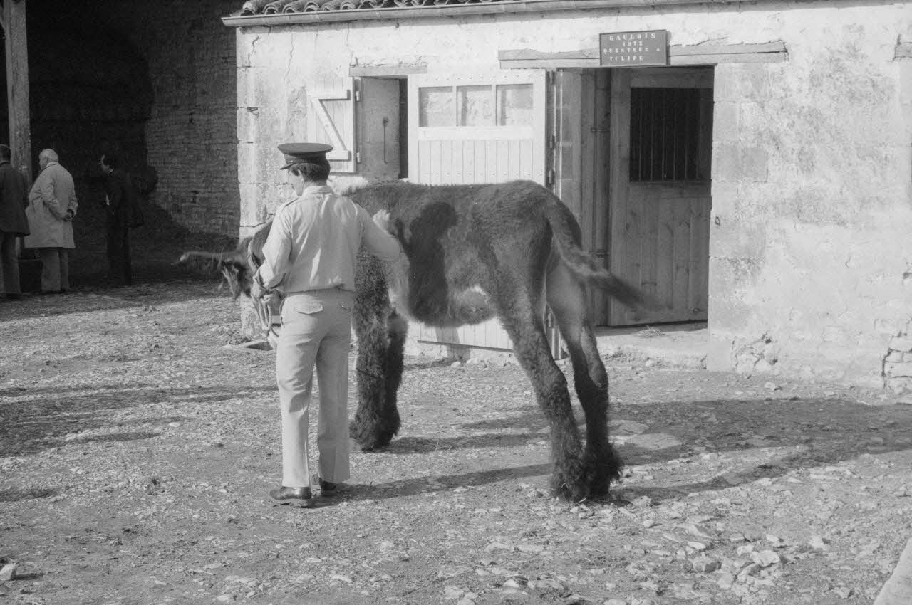 Jean Cuisenier photographie Enquête conduite par Jean Cuisenier en Poitou-Charentes (du 15 au 17 septembre 1983) Poitou-Charentes, France 1983/9/15 Ph.1984.66.8 Photo