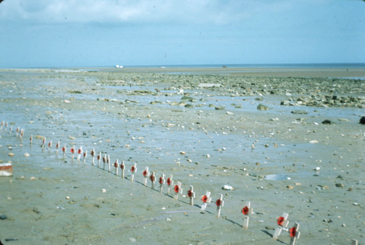 Jean Cuisenier photographie MNATP. Enquête conduite par Jean Cuisenier en Normandie pour la fête commémorative du débarquement du 6 Juin 1944 (1984) Basse-Normandie, France 1984 Ph.1984.74.101  Photo