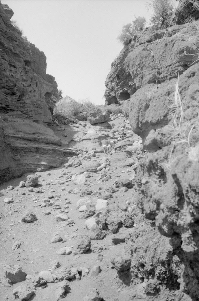 Jean Cuisenier photographie MNATP. Enquête conduite par Jean Cuisenier au Kenya (du 16 au 19 juin 1984) Kenya 1984/6/16 Ph.1984.75.14 Photo