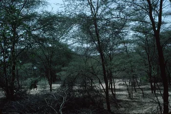 photographie Enquête conduite par Jean Cuisenier au Kenya Ph.1984.79.108  Photo