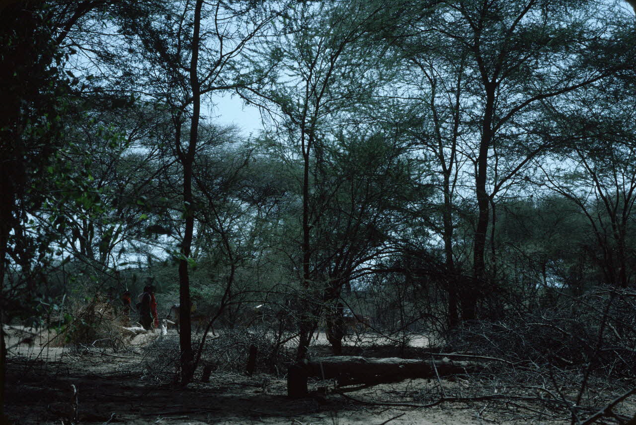 photographie Enquête conduite par Jean Cuisenier au Kenya Ph.1984.79.109  Photo