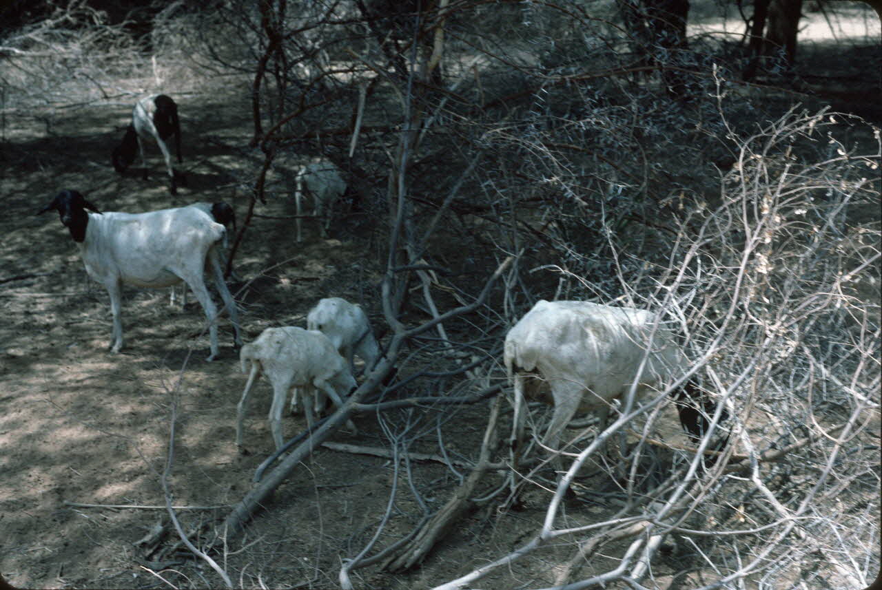 photographie Enquête conduite par Jean Cuisenier au Kenya Ph.1984.79.110 Photo