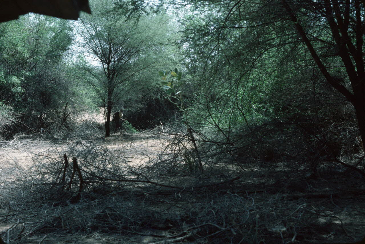 photographie Enquête conduite par Jean Cuisenier au Kenya Ph.1984.79.113 Photo