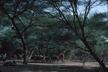 photographie Enquête conduite par Jean Cuisenier au Kenya Ph.1984.79.123  Photo