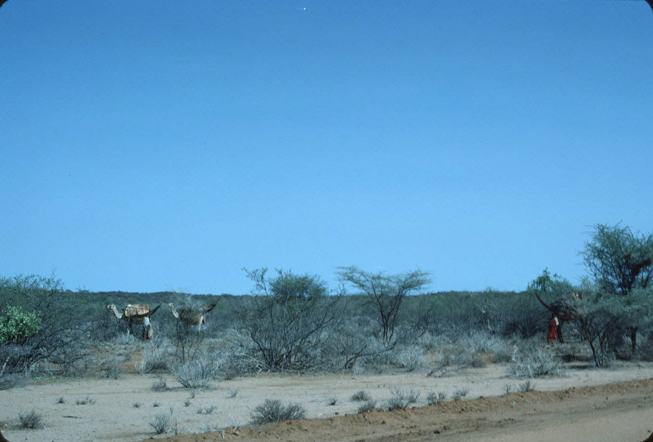 photographie Enquête conduite par Jean Cuisenier au Kenya Ph.1984.79.175 Photo