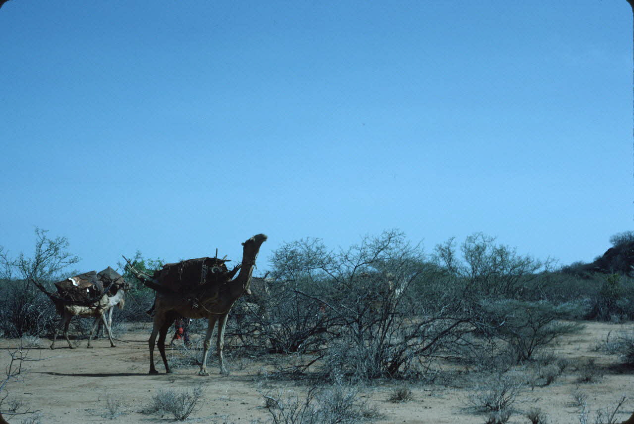 photographie Enquête conduite par Jean Cuisenier au Kenya Ph.1984.79.176 Photo