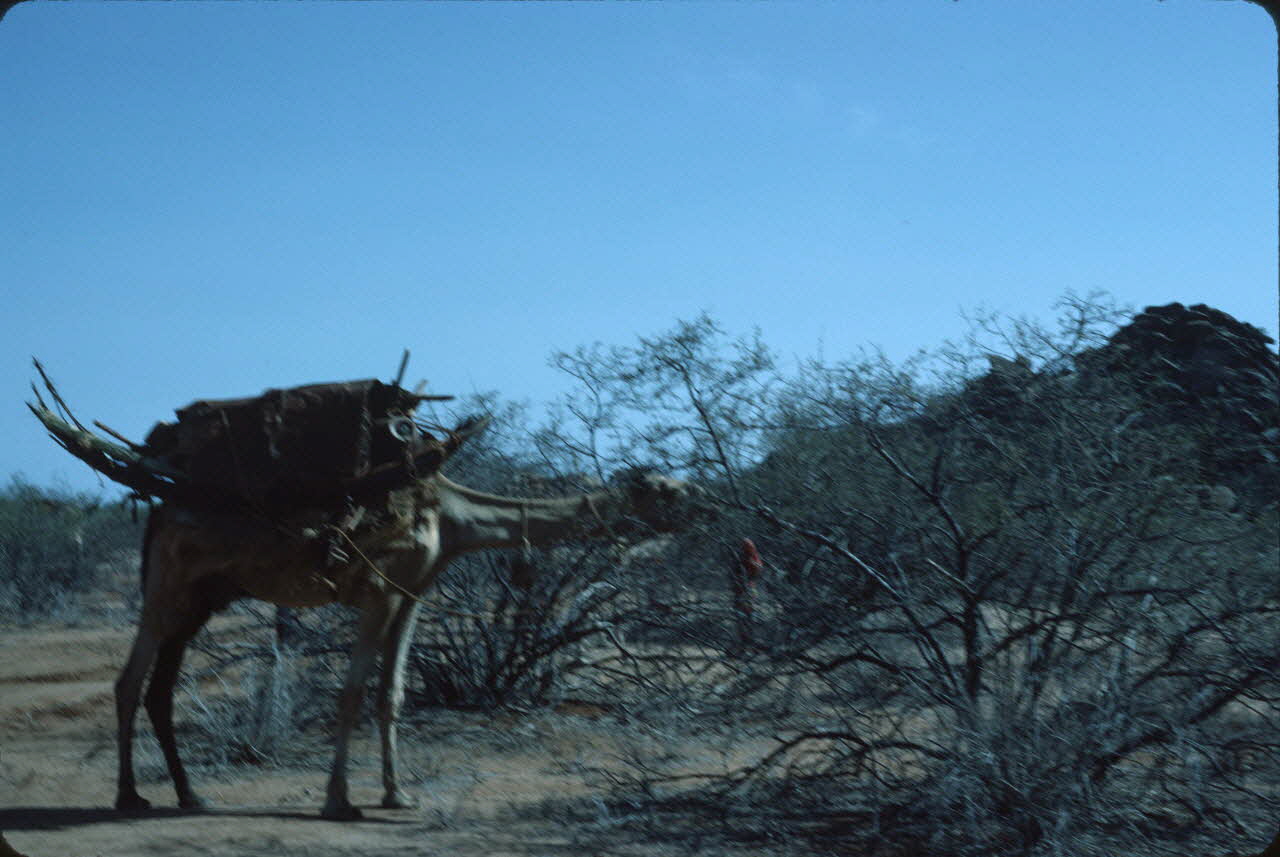 photographie Enquête conduite par Jean Cuisenier au Kenya Ph.1984.79.177 Photo