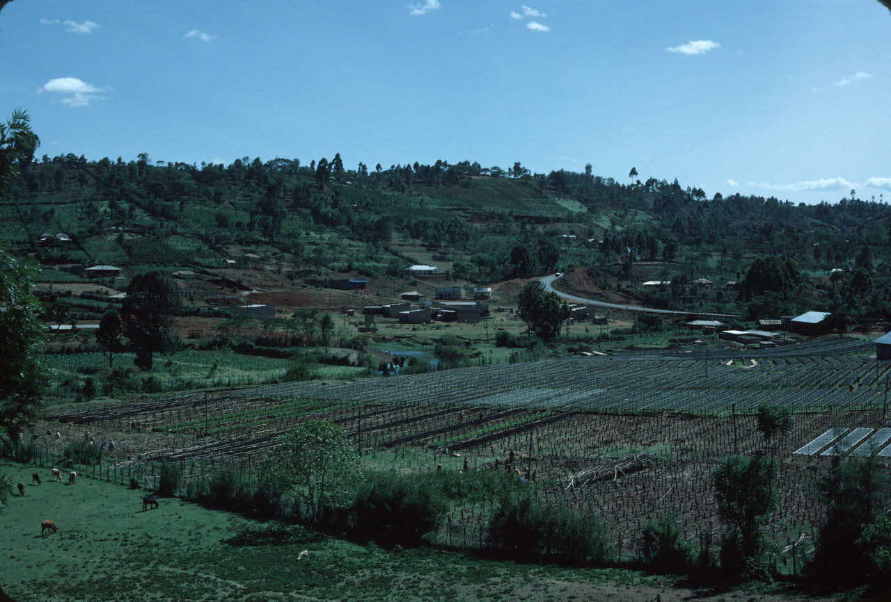 photographie Enquête conduite par Jean Cuisenier au Kenya Ph.1984.79.183 Photo