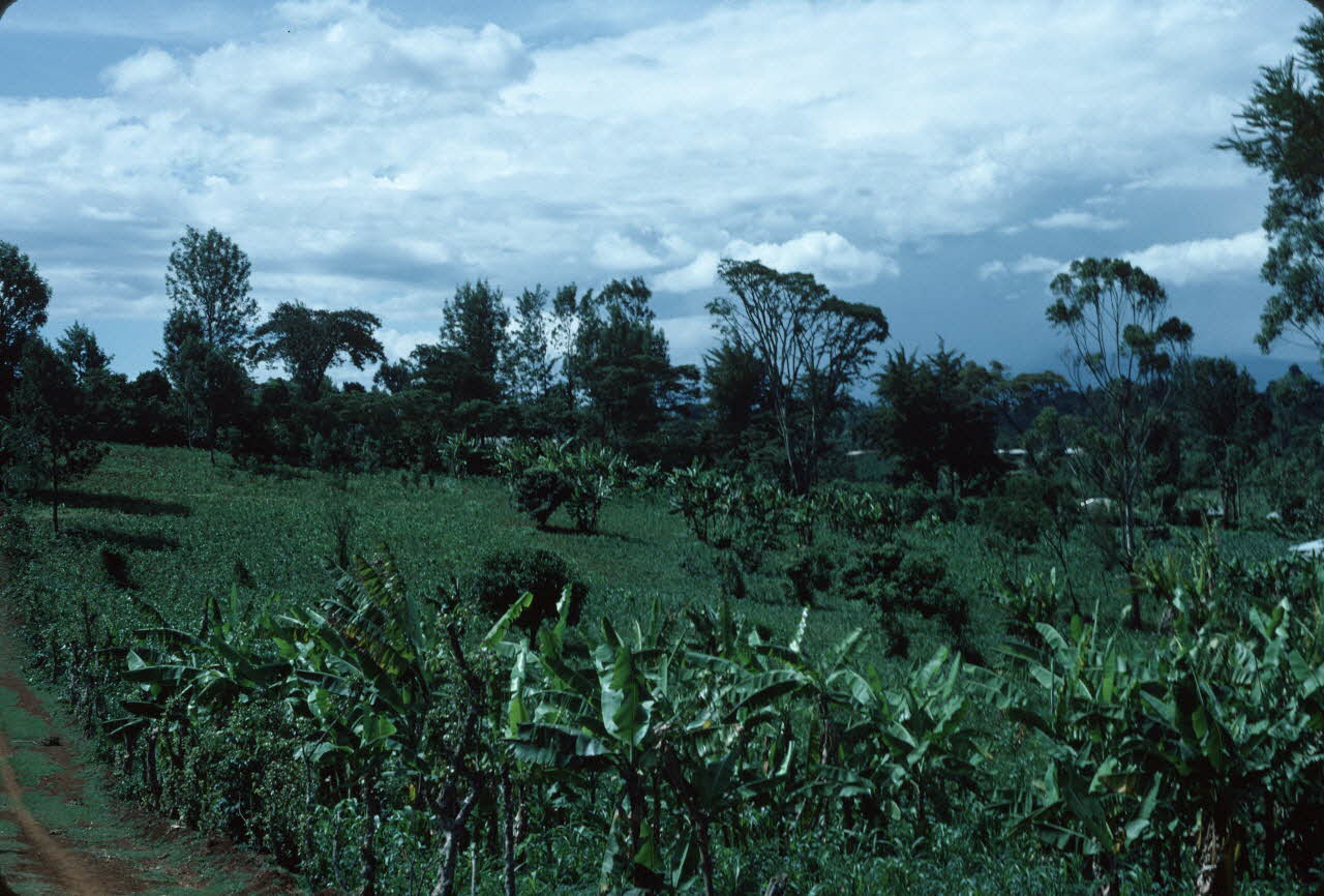 photographie Enquête conduite par Jean Cuisenier au Kenya Ph.1984.79.184 Photo