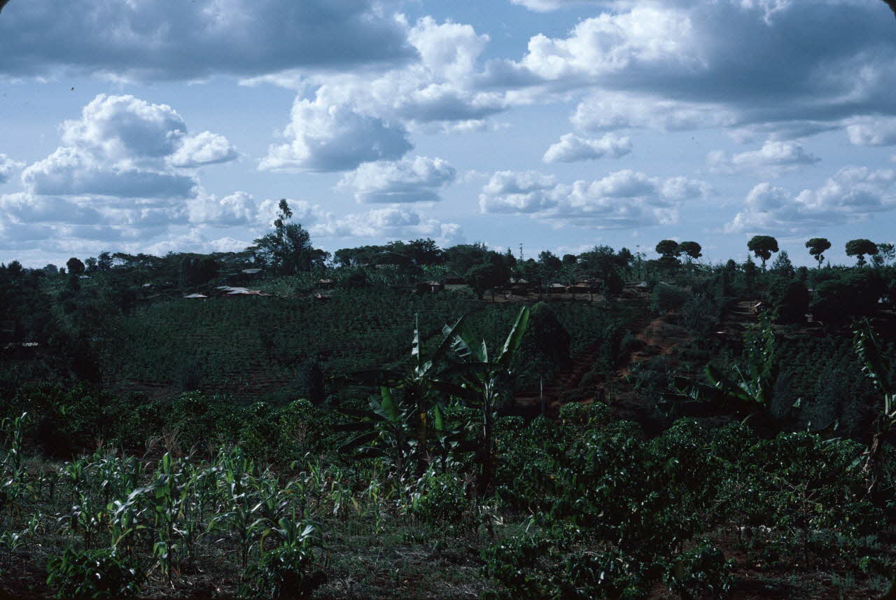 photographie Enquête conduite par Jean Cuisenier au Kenya Ph.1984.79.188 Photo