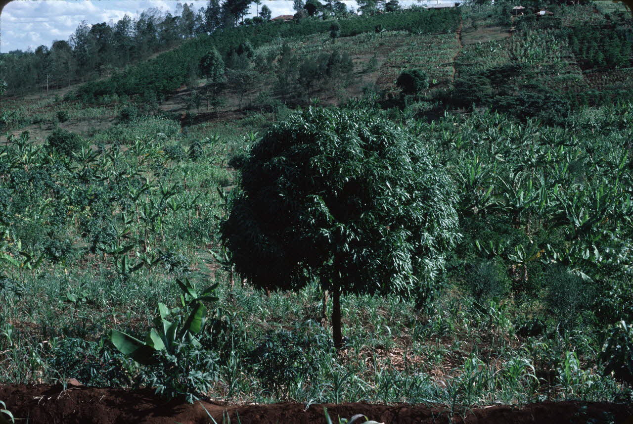 photographie Enquête conduite par Jean Cuisenier au Kenya Ph.1984.79.191 Photo
