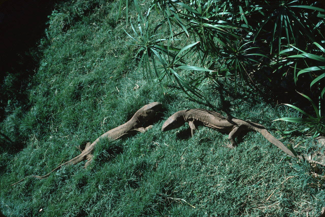 photographie Enquête conduite par Jean Cuisenier au Kenya Ph.1984.79.22 Photo