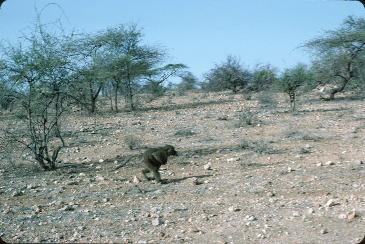 photographie Enquête conduite par Jean Cuisenier au Kenya Ph.1984.79.47 Photo
