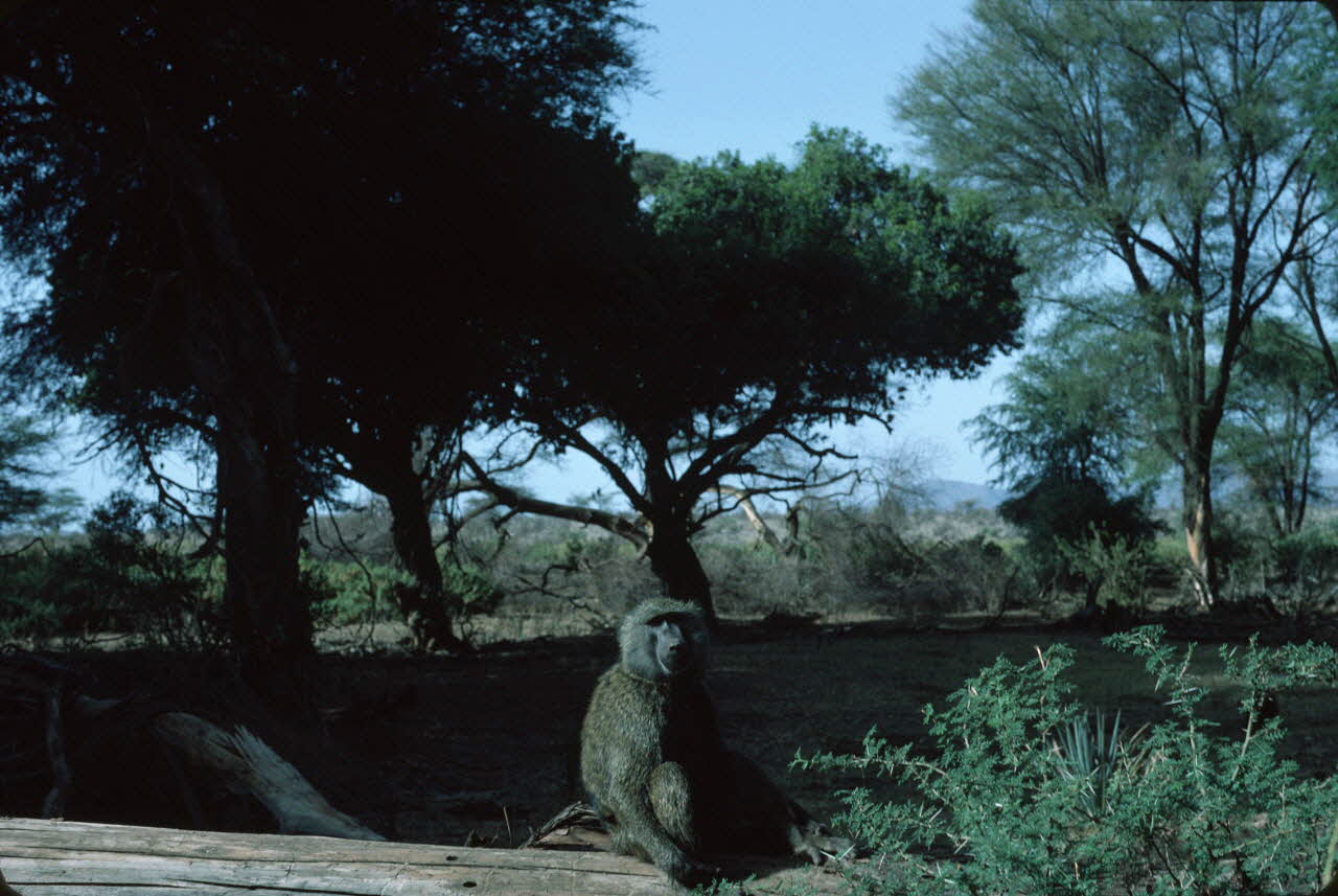 photographie Enquête conduite par Jean Cuisenier au Kenya Ph.1984.79.50 Photo