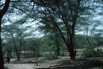 photographie Enquête conduite par Jean Cuisenier au Kenya Ph.1984.79.96  Photo