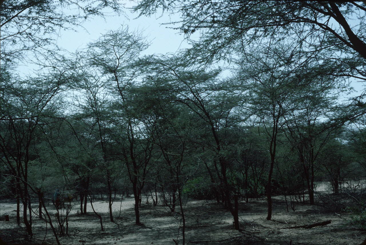 photographie Enquête conduite par Jean Cuisenier au Kenya Ph.1984.79.97  Photo