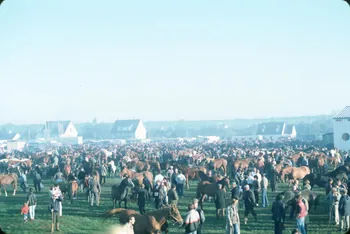 photographie Enquête conduite par Jean Cuisenier à la foire aux bestiaux de Lessay Ph.1985.98.5 Photo