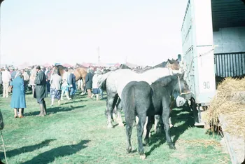 photographie Enquête conduite par Jean Cuisenier à la foire aux bestiaux de Lessay Ph.1985.98.6 Photo