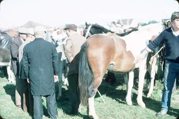 photographie Enquête conduite par Jean Cuisenier à la foire aux bestiaux de Lessay Ph.1985.98.7 Photo