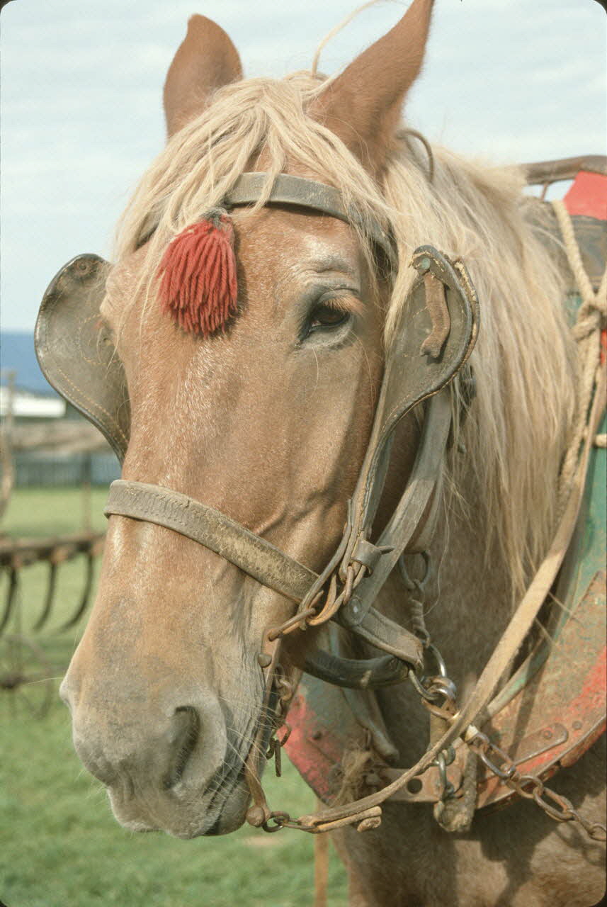 Frédéric Duchesne photographie MNATP. Enquête sur la finale des 32è Championnats de France de labours conduite par Frédéric Duchesne à Boves en Picardie (septembre 1985) Picardie, France 1985/9/14-1985/9/15 Ph.1986.87.323 Photo