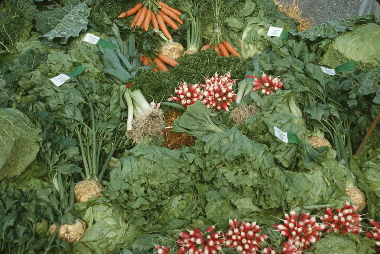 Frédéric Duchesne photographie MNATP. Enquête sur la finale des 32è Championnats de France de labours conduite par Frédéric Duchesne à Boves en Picardie (septembre 1985) Picardie, France 1985/9/14-1985/9/15 Ph.1986.87.343 Photo