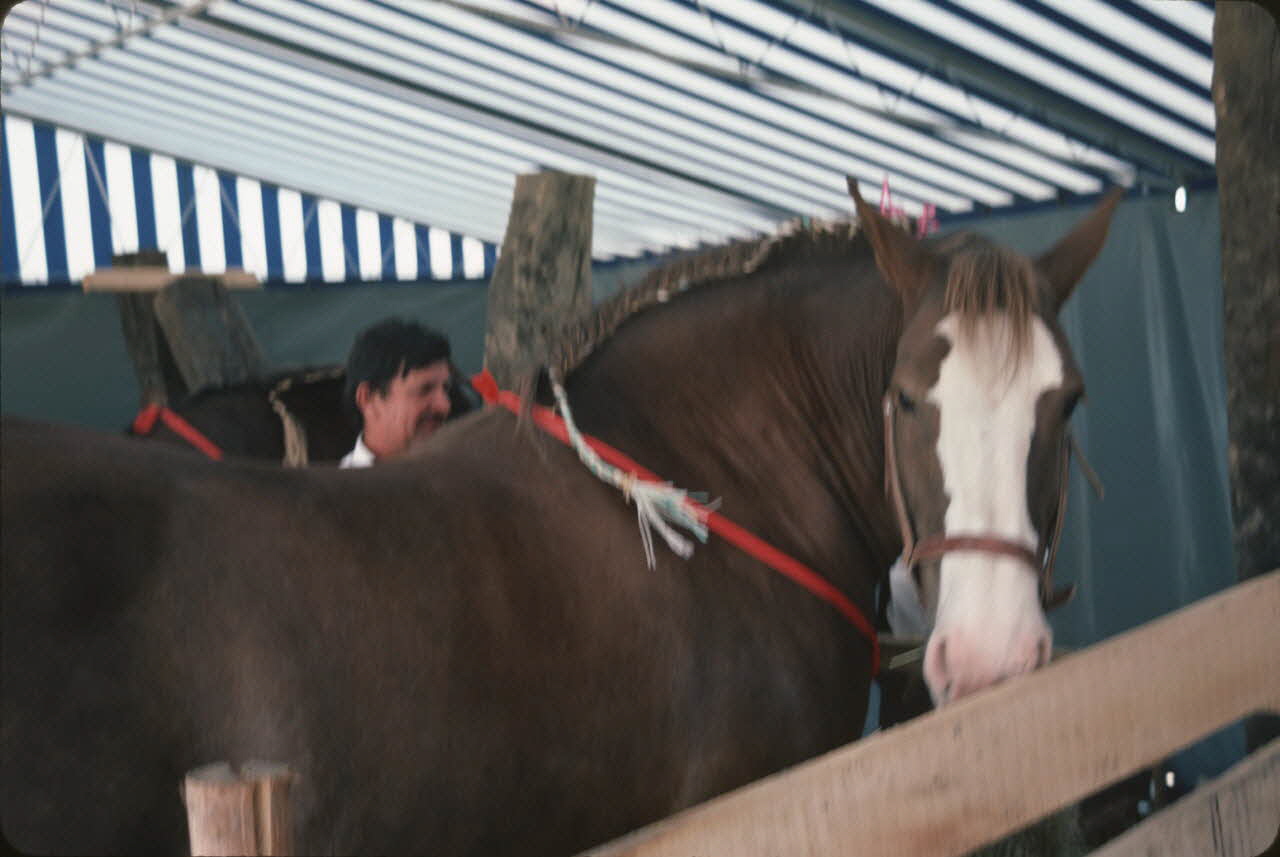 Jean Cuisenier photographie Enquête conduite par Jean Cuisenier en Bretagne lors du Championnat de Labour (19 au 21 septembre 1986) Bretagne, France 1986/9/19 Ph.1986.97.103 Photo