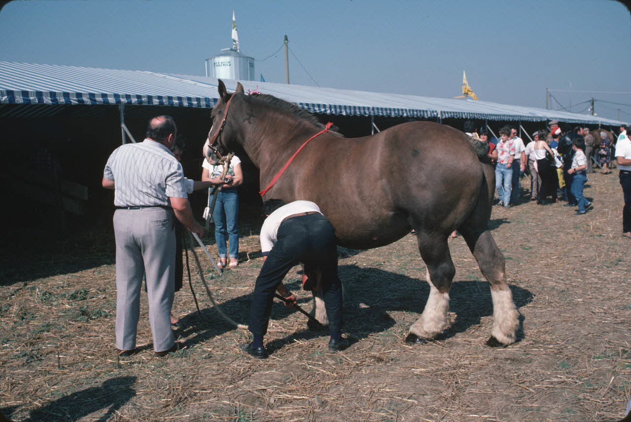 Jean Cuisenier photographie Enquête conduite par Jean Cuisenier en Bretagne lors du Championnat de Labour (19 au 21 septembre 1986) Bretagne, France 1986/9/19 Ph.1986.97.105 Photo