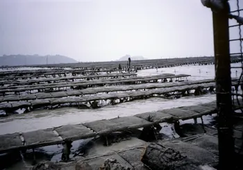 Michèle Salitot ; Anne Maigret photographie Chantier ostréicole de M. Pichot-Louvet (cf. minute) Bretagne, France 1989/4/1 Ph.1989.34.142  Photo