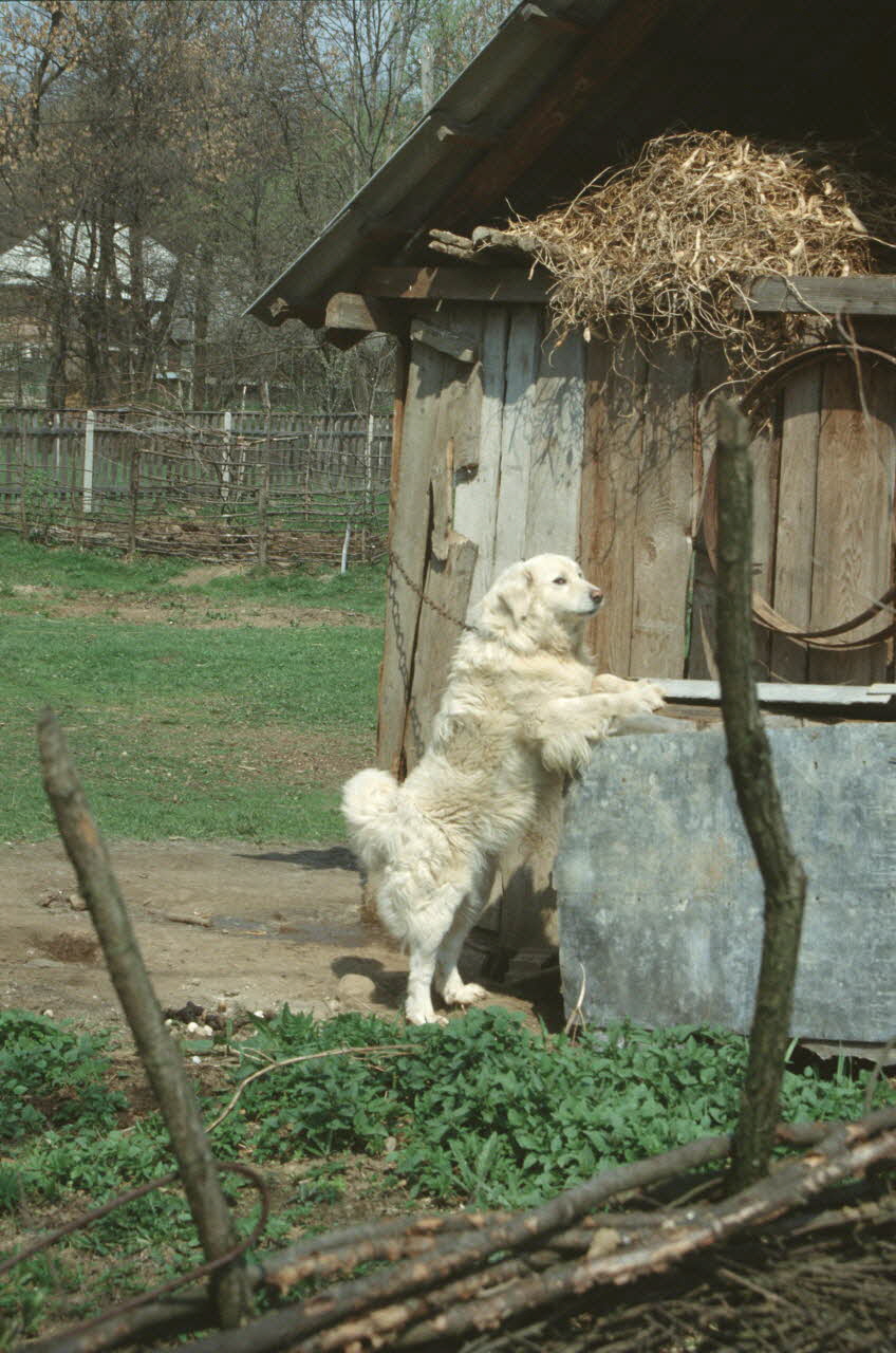 Jean Cuisenier photographie MNATP. Enquête conduite par Jean Cuisenier en Roumanie (avril 1991) Marmatie, Roumanie 1991/4/1 Ph.1991.105.145 Photo