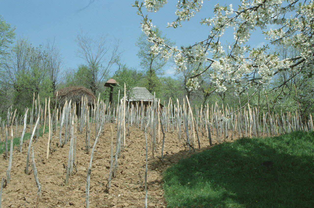 Jean Cuisenier photographie MNATP. Enquête conduite par Jean Cuisenier en Roumanie (avril 1991) Olténie, Roumanie 1991/4/1 Ph.1991.105.31 Photo