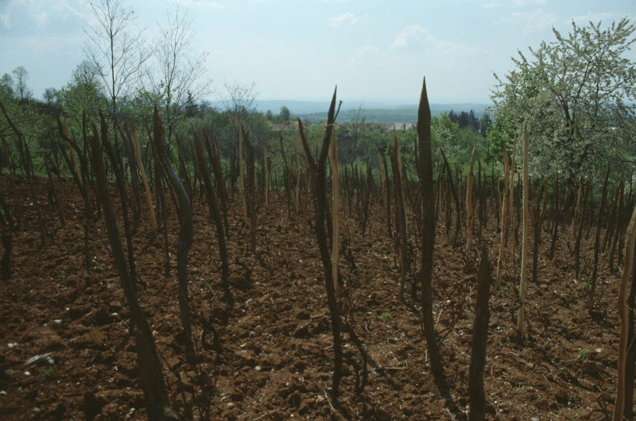 Jean Cuisenier photographie MNATP. Enquête conduite par Jean Cuisenier en Roumanie (avril 1991) Olténie, Roumanie 1991/4/1 Ph.1991.105.41 Photo
