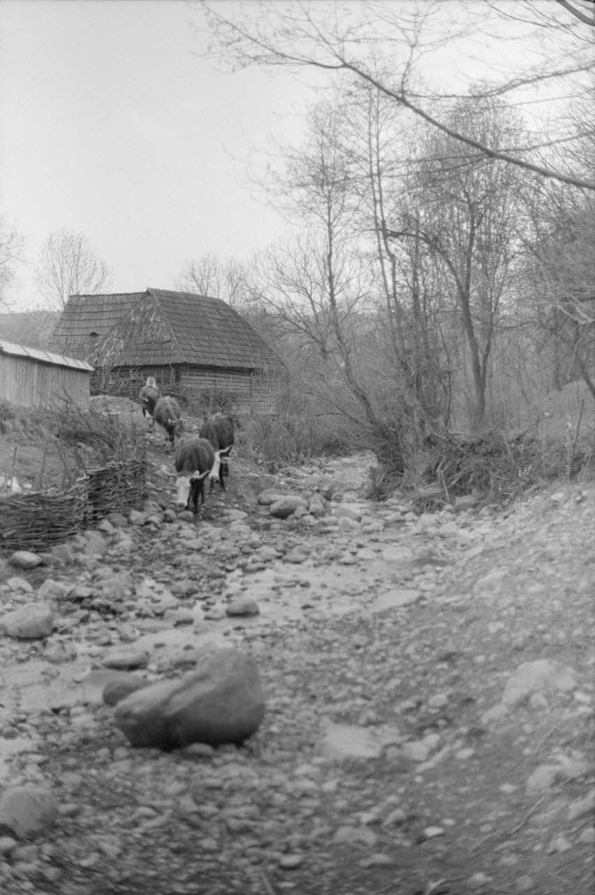 Jean Cuisenier photographie Enquête conduite par Jean Cuisenier en Roumanie (avril 1991) Marmatie, Roumanie 1991/4/1 Ph.1991.113.64 Photo