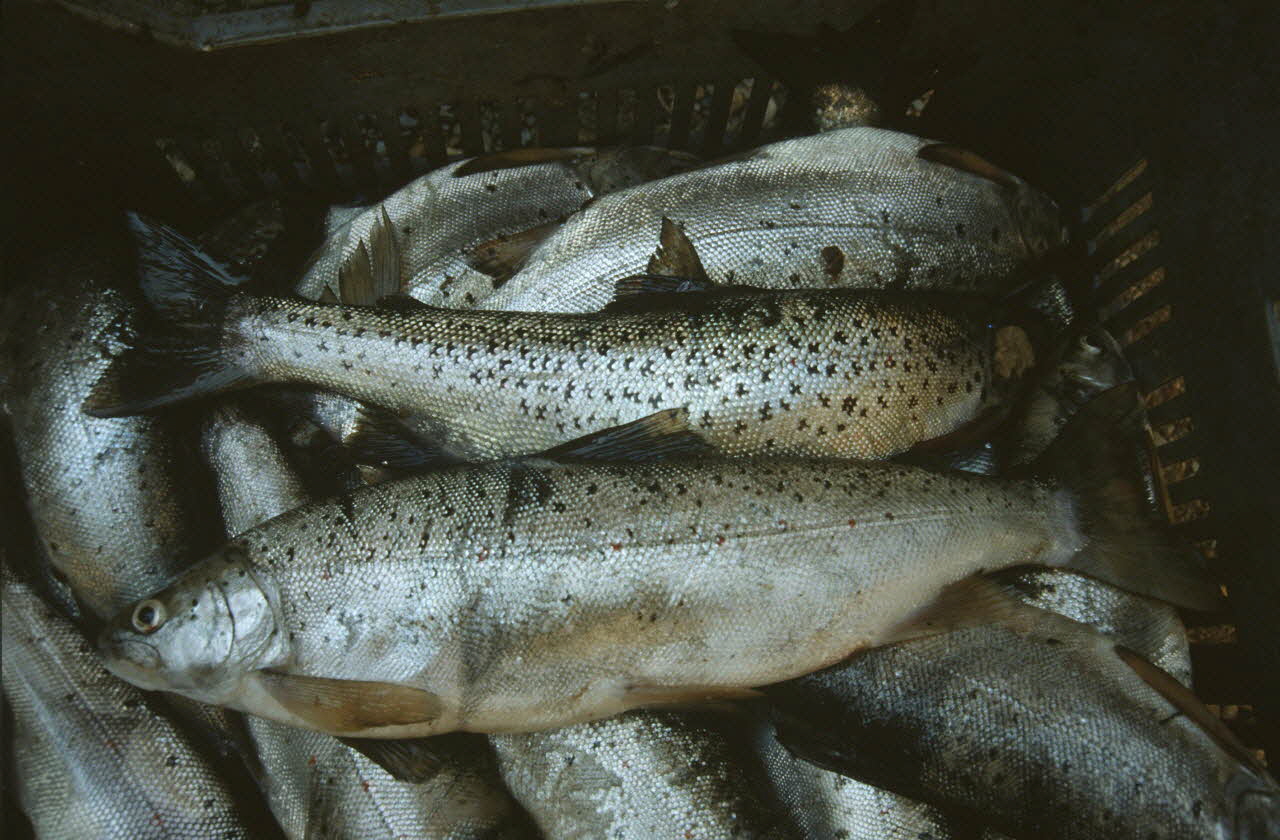 Hervé Jézéquel photographie Enquête conduite par Jean Cuisenier en Macédoine Ancienne République yougoslave de Macédoine 1994 Ph.1994.81.13 Photo