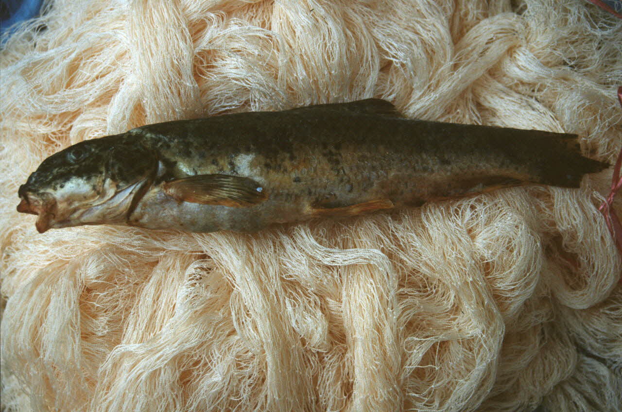 Hervé Jézéquel photographie Enquête conduite par Jean Cuisenier en Macédoine Ancienne République yougoslave de Macédoine 1994 Ph.1994.81.15 Photo