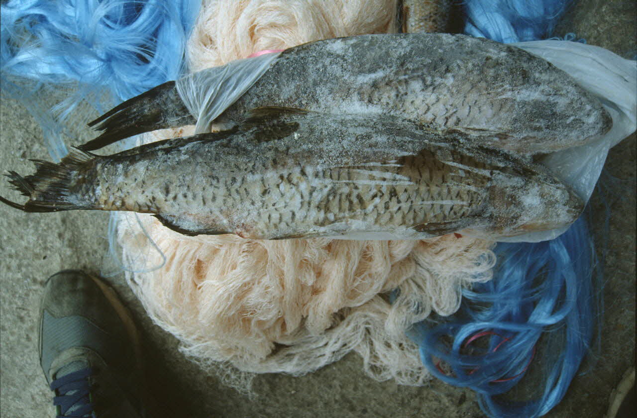 Danièle Adam photographie Enquête conduite par Jean Cuisenier en Macédoine Ancienne République yougoslave de Macédoine 1994 Ph.1994.82.1 Photo