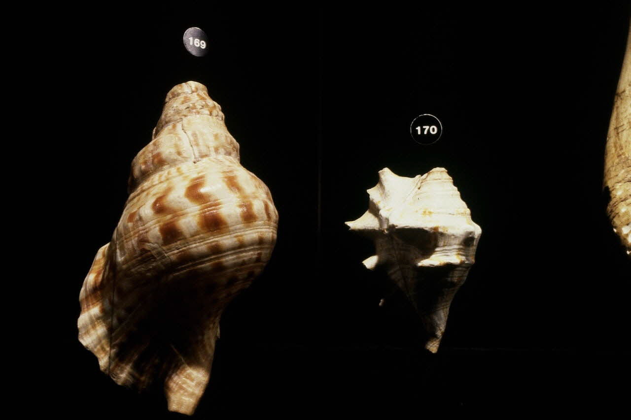 photographie MuCEM (Paris). Galerie d'étude Ph.1996.81.19 Photo