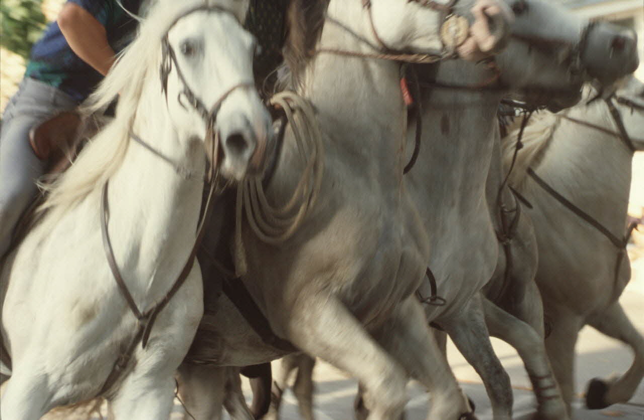 Hervé Jézéquel photographie MNATP. Enquête conduite par Marie-France Gueusquin en Provence (1992-2000) Provence-Alpes-Côte d'Azur, France 1999 Ph.1999.62.186 Photo