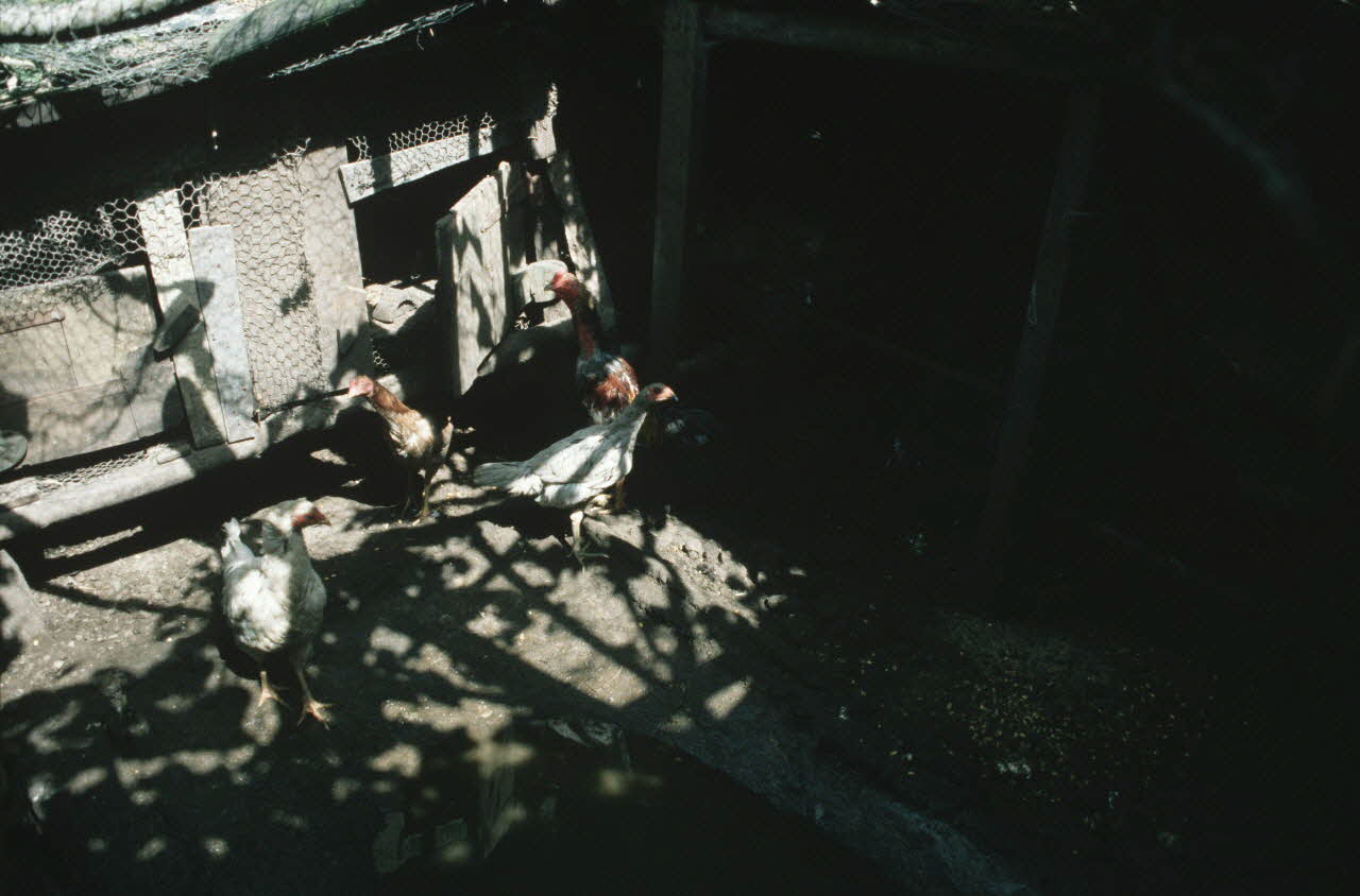 Arnauld Martin photographie Enquête conduite par Arnauld Martin sur l'Ile de La Réunion (Juillet-Août 1998) La Réunion, France 1998/8/13 Ph.2000.15.723 Photo Mucem / Arnaud Martin