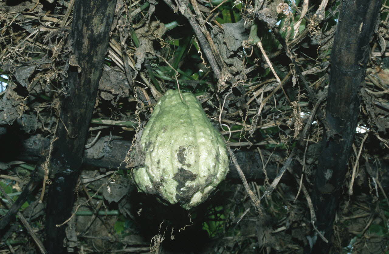 Arnauld Martin photographie Enquête conduite par Arnauld Martin sur l'Ile de La Réunion (Juillet-Août 1998) La Réunion, France 1998/8/13 Ph.2000.15.725 Photo Mucem / Arnaud Martin