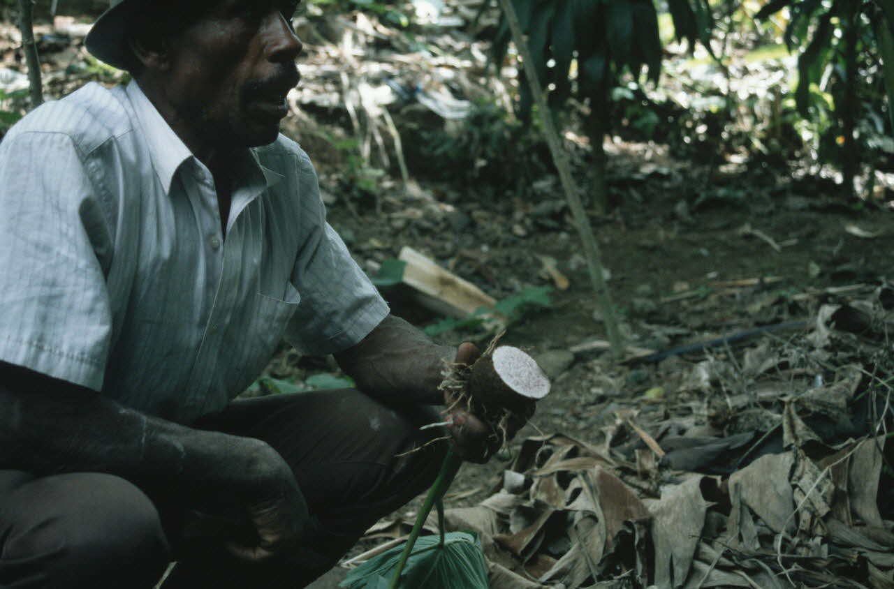 Arnauld Martin photographie Enquête conduite par Arnauld Martin sur l'Ile de La Réunion (Juillet-Août 1998) La Réunion, France 1998/8/13 Ph.2000.15.726 Photo Mucem / Arnaud Martin