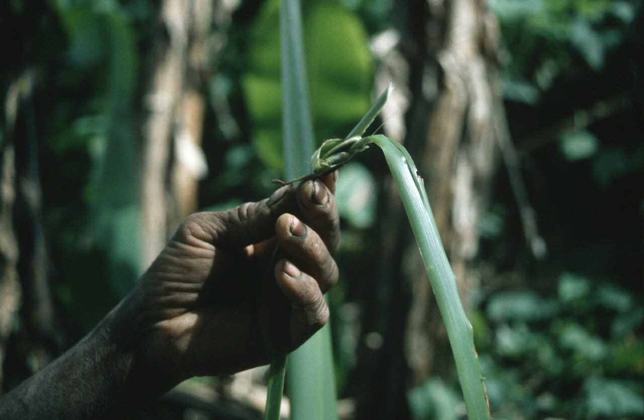 Arnauld Martin photographie Enquête conduite par Arnauld Martin sur l'Ile de La Réunion (Juillet-Août 1998) La Réunion, France 1998/8/13 Ph.2000.15.729 Photo Mucem / Arnaud Martin